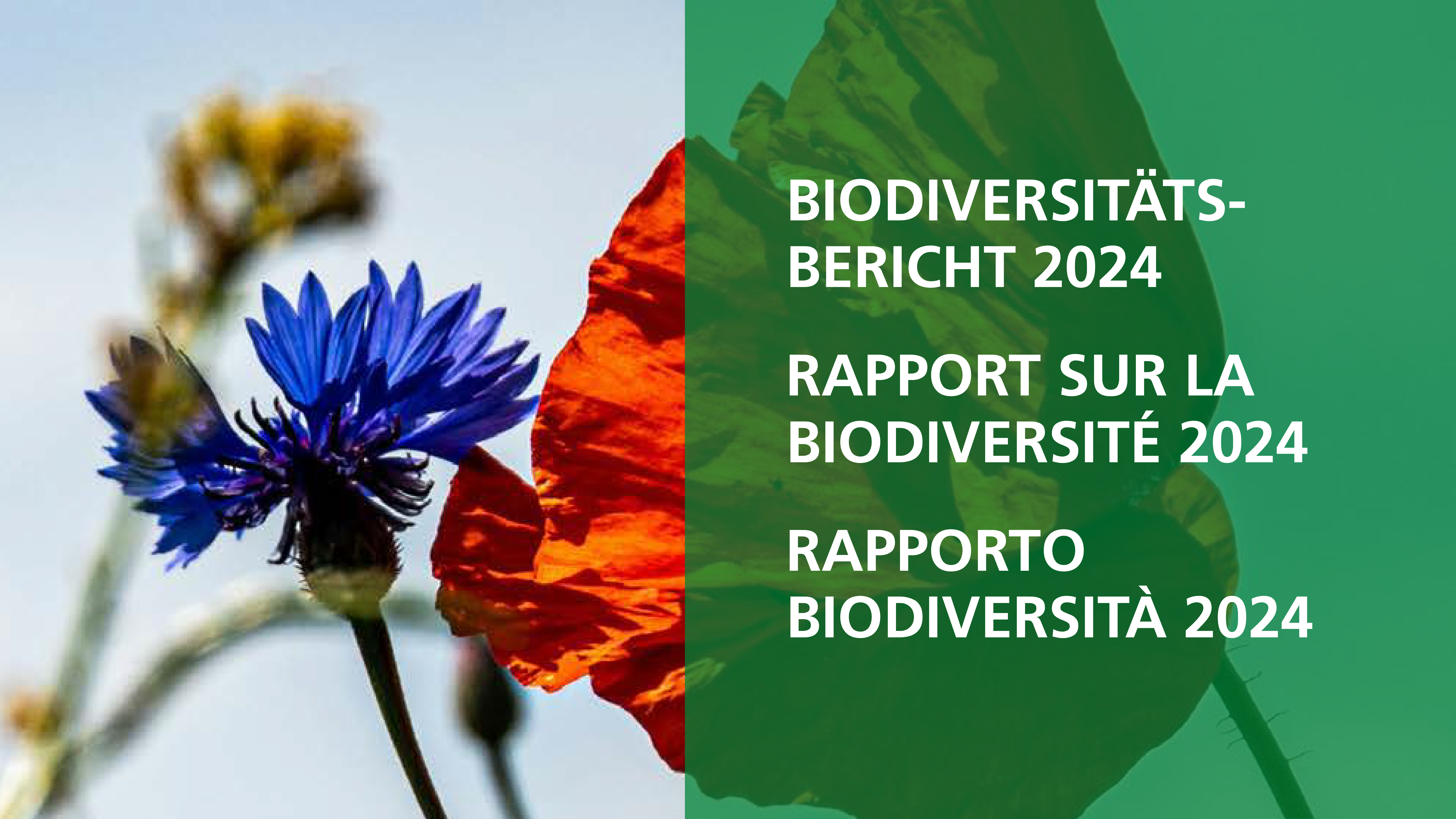 Bild Biodiversitaet